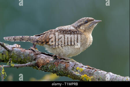 Eurasian spasmodico seduto su un vecchio lichen stick Foto Stock