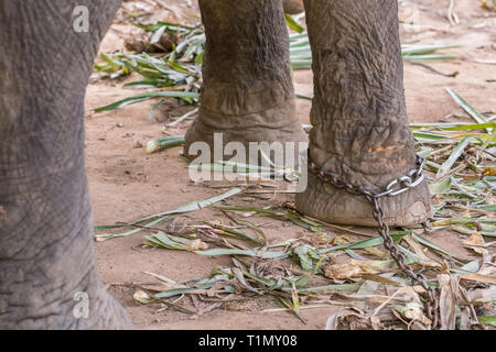 Close-up di un elefante della gamba in catene nel campo degli elefanti. Foto Stock
