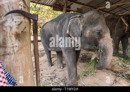 Immorale turismo di elefanti in Thailandia Foto Stock