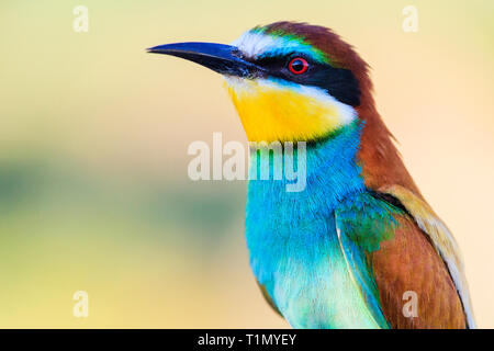 Gruccione golden close-up verticale Foto Stock