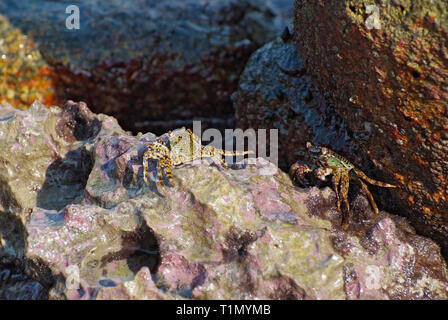 Close up orizzontale con pietre costiere in Thailandia Foto Stock