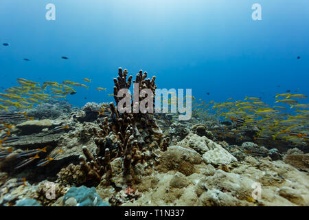 Big Eye snapper scuola nuota sulla barriera corallina con colonia di dito sagomato Porites corallo Foto Stock