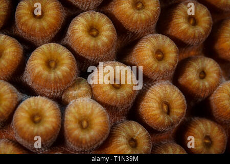 Primo piano della stony coral Cladocora caespitosa con la sua tazza rotonda forma quando i tentacoli sono non esteso Foto Stock