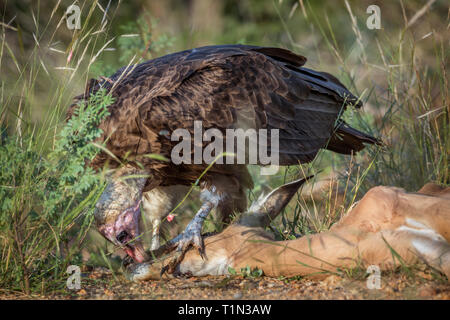 Con cappuccio di scavenging del vulture un impala nel Parco Nazionale di Kruger, Sud Africa ; Specie famiglia Necrosyrtes monachus di Accipitridae Foto Stock