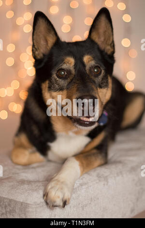 Ritratto di pastore tedesco cane nella parte anteriore del twinkly holiday lights Foto Stock