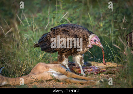 Con cappuccio di scavenging del vulture un impala nel Parco Nazionale di Kruger, Sud Africa ; Specie famiglia Necrosyrtes monachus di Accipitridae Foto Stock