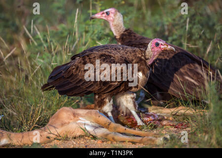 Due incappucciati di scavenging del vulture un impala nel Parco Nazionale di Kruger, Sud Africa ; Specie famiglia Necrosyrtes monachus di Accipitridae Foto Stock