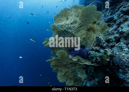 Primo piano di un gruppo di appassionati del mare, gorgonia ventalina, sporgente dalla barriera corallina con alghe blu coperto il corallo in mezzo Foto Stock