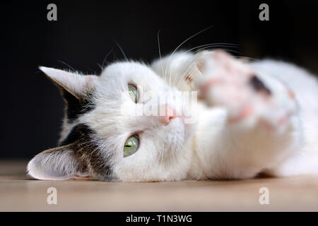 Tabby gatto bianco con gli occhi verdi e naso rosa sdraiato sul pavimento in legno e stirando sfocata paw todwards fotocamera su sfondo scuro Foto Stock
