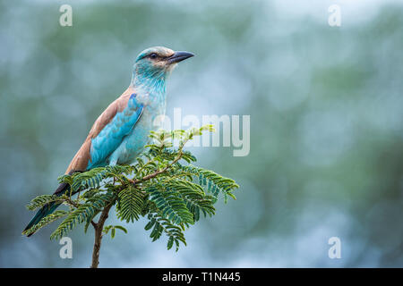 Rullo europea isolato in blur sullo sfondo nel Parco Nazionale di Kruger, Sud Africa ; Specie Coracias garrulus famiglia di Coraciidae Foto Stock