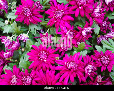 Bouquet di viola bella crisantemo close up. crisantemo fiori. Fiori di Cina, al nord-est Europa e Asia. famiglia Asteraceae. Foto Stock