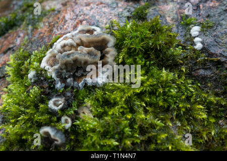 Close up Kretzschmaria deusta (fragile cinder fungo) cresce su moss in un giorno di pioggia Foto Stock