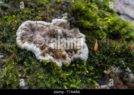Close up Kretzschmaria deusta (fragile cinder fungo) cresce su moss in un giorno di pioggia Foto Stock