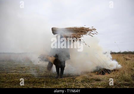 Taglierina Reed Lawrence Watt porta appena tagliato fasci di pettine sul Norfolk Broads vicino Ranworth, Norfolk. Foto Stock