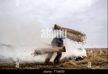 Taglierina Reed Lawrence Watt porta appena tagliato fasci di pettine sul Norfolk Broads vicino Ranworth, Norfolk. Foto Stock