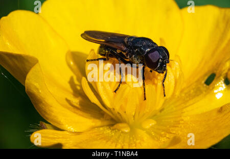 Piccolo Hoverfly (Platycheirus albimanus) poggiante su un prato Buttercup (Ranunculus acris) fiore in primavera. Hoverflies sono più efficienti impollinatori. Foto Stock