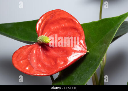 Red anthurium flamingo flower isolate su foglie verde dello sfondo. Foto Stock