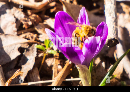 Bee impollinatori crocus vernus fiore viola. Crocus heuffelianus. Foto Stock