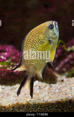 Azzorre (Chromis chromis limbata), noto anche come l'atlantico chromis. Foto Stock