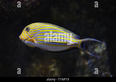 Blu surgeonfish nastrati (Acanthurus lineatus), noto anche come la zebra surgeonfish. Foto Stock