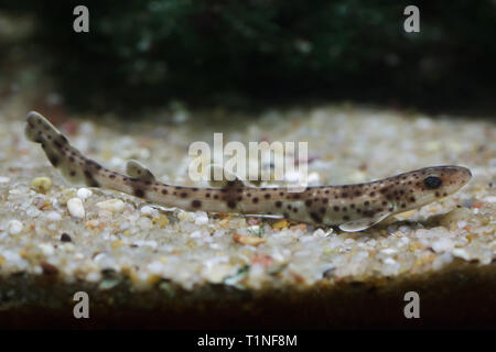 Piccole macchie gattucci (Scyliorhinus canicula), noto anche come il gattuccio di mare di sabbia. Foto Stock