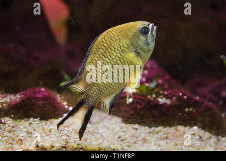 Azzorre (Chromis chromis limbata), noto anche come l'atlantico chromis. Foto Stock