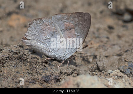 Angolato Sunbeam, Curetis dentata, Satakha, Nagaland, India Foto Stock