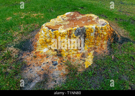 Vivacemente colorato slime flux crescente sul sap di un recentemente tagliati ad albero. Foto Stock