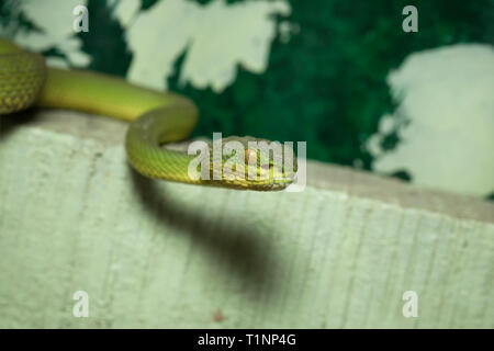 Red-tailed Bamboo Pit Viper, Trimeresurus erythrurus, Sunderbans, West Bengal, India Foto Stock