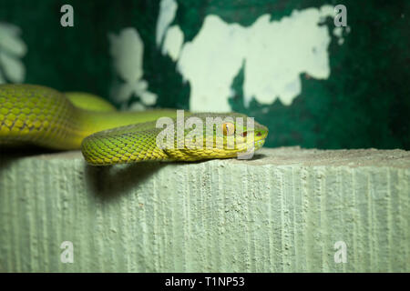 Vista laterale di di Red-tailed Bamboo Pit Viper, Trimeresurus erythrurus, Sunderbans, West Bengal, India Foto Stock