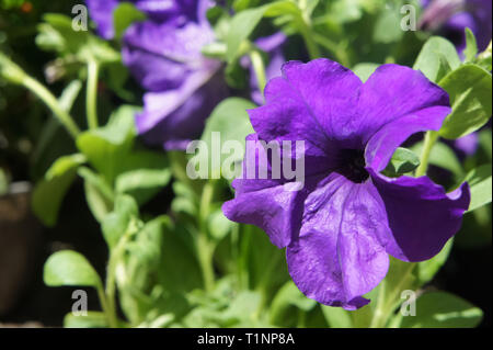 Blu scuro cluster di viola nelle petunie appeso su albero vicino. petunia viola fiorisce nel giardino d'estate. Foto Stock