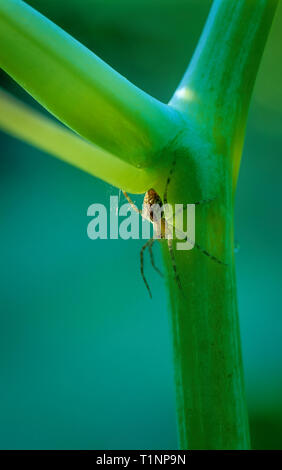 La luce solare che colpisce piccolo vivaio-web spider (Pisaurina mira) nasconde sotto ramo di jewelweed impianto (Impatiens capensis). Spider è solo di circa 4 mm in l Foto Stock