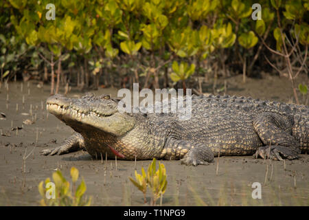 Coccodrillo di acqua salata in mangrove, Crocodilus porosus, Sunderbans, West Bengal, India Foto Stock