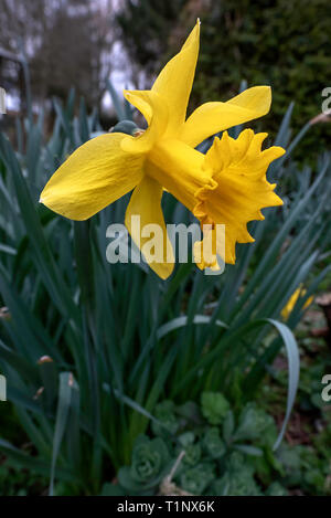 Singola testa di fiori della pianta Daffodil crescendo in un giardino di Norfolk. Foto Stock
