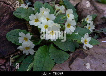 Wild Primrose(Primula vulgaris) crescente tra un gruppo di registri in un giardino di Norfolk Regno Unito. Foto Stock