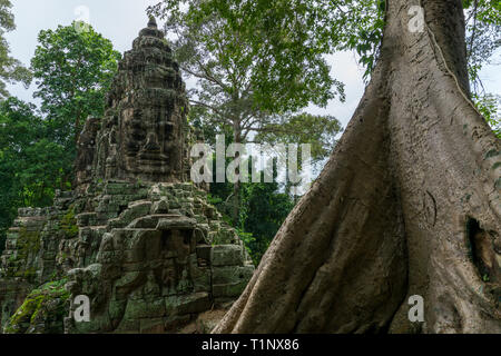 Gli ornati porta a nord di Angkor Thom tempio con un grande albero tropicale trunk in primo piano Foto Stock