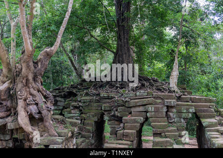 Alberi con le grandi radici cresciuto al di sopra delle rovine di Angkor Wat complessa Foto Stock