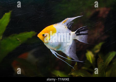 Angelfish (Pterophyllum scalare), noto anche come il angelfish di acqua dolce. Foto Stock