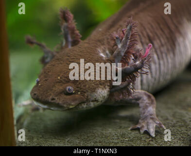 (Axolotl Ambystoma mexicanum), noto anche come la. Foto Stock