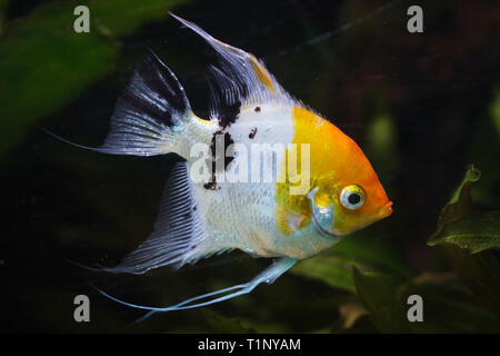 Angelfish (Pterophyllum scalare), noto anche come il angelfish di acqua dolce. Foto Stock