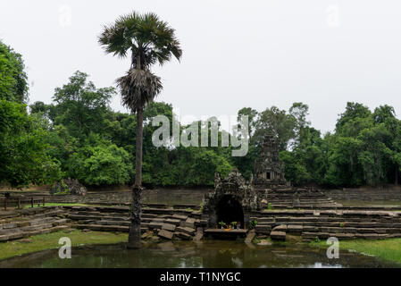 Palma cresce nello stagno ordinato il sito Jayatataka a Angkor Sito Archeologico Foto Stock