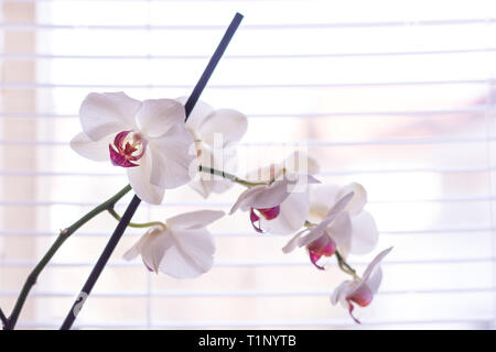Phalaenopsis orchid bianco e fiore rosa nella parte anteriore della tenda alla veneziana sulla finestra a casa. Macro immagine con profondità di messa a fuoco. Bel fiore Foto Stock
