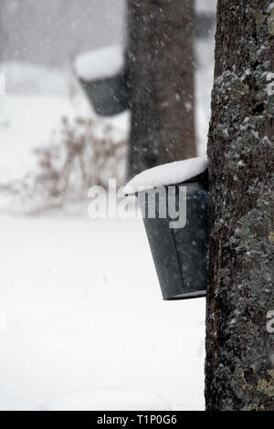 Utilizzando in vecchio stile maple secchi per la raccolta di SAP per fare lo sciroppo d'acero durante una tempesta di neve nel New England. Foto Stock