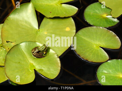 La rana verde (Pelophylax kl. esculentus) - politica europea comune in materia di rana seduto su una foglia di stagno. Foto Stock