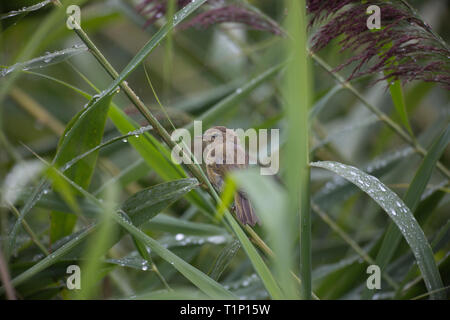 Chiffchaff,Phylloscopus collybita,singolo uccello appollaiato sotto la pioggia in canne a una riserva il Galles Centrale,uk Foto Stock