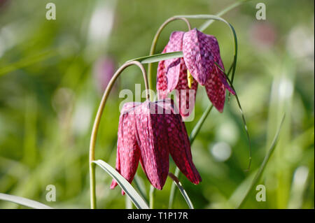 Primo piano di due fritillaria sboccia in un giardino in primavera. Foto Stock