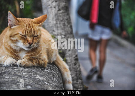 Adorabili gatto rosso su una parete con una ragazza a piedi in background Foto Stock