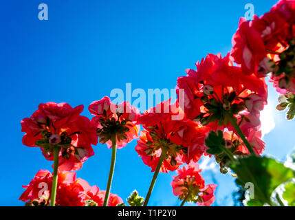 Rosso dei gerani visto da sotto il cielo blu della molla Foto Stock