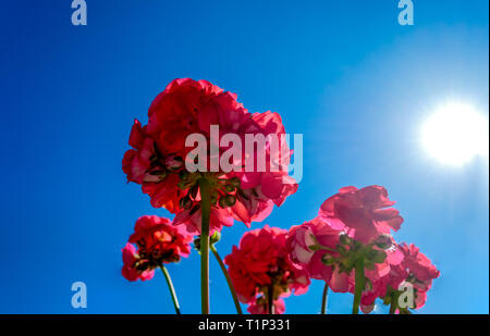 Rosso dei gerani visto da sotto il cielo blu della molla Foto Stock