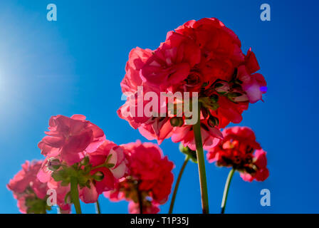 Rosso dei gerani visto da sotto Foto Stock